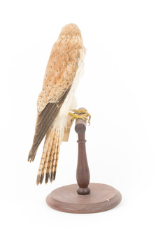 Nankeen Kestrel standing on wooden mount facing right