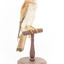 Nankeen Kestrel standing on wooden mount facing front-right