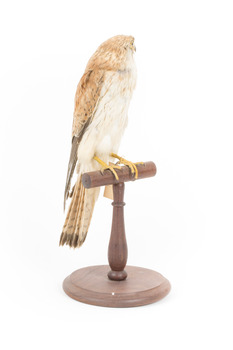Nankeen Kestrel standing on wooden mount facing front-right