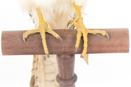 Close-up of Nankeen Kestrel's feet on wooden mount