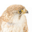 Close-up headshot of Nankeen Kestrel