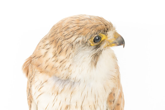 Close-up headshot of Nankeen Kestrel