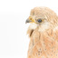 Close-up headshot of Nankeen Kestrel