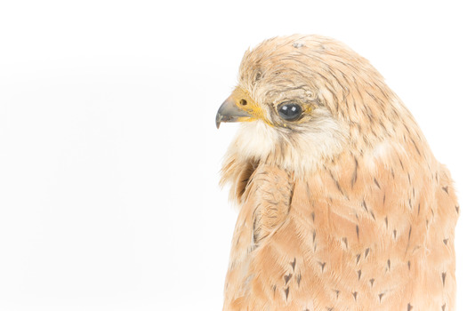 Close-up headshot of Nankeen Kestrel
