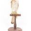 Nankeen Kestrel standing on wooden mount facing forward