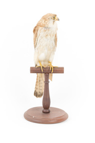 Nankeen Kestrel standing on wooden mount facing forward