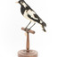 Magpie-Lark/Mudlark standing on wood mount facing front-left