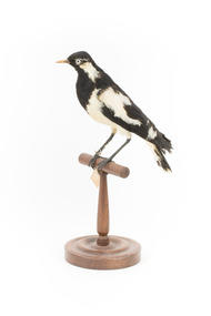 Magpie-Lark/Mudlark standing on wood mount facing front-left