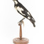Magpie-Lark/Mudlark standing on wood mount facing left