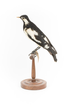 Magpie-Lark/Mudlark standing on wood mount facing left