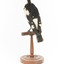 Magpie-Lark/Mudlark standing on wood mount facing back-left