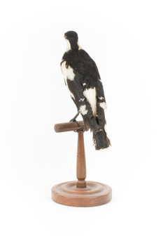 Magpie-Lark/Mudlark standing on wood mount facing back-left