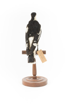 Magpie-Lark/Mudlark standing on wood mount facing back
