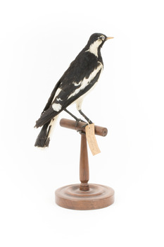 Magpie-Lark/Mudlark standing on wood mount facing back-right