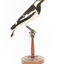 Magpie-Lark/Mudlark standing on wood mount facing right