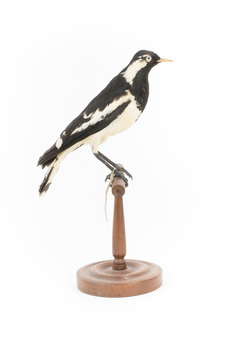 Magpie-Lark/Mudlark standing on wood mount facing right