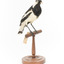 Magpie-Lark/Mudlark standing on wood mount facing front right