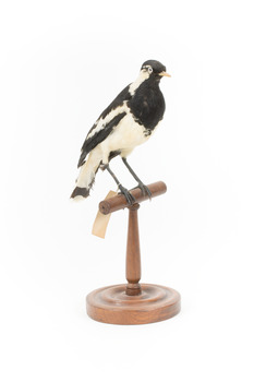 Magpie-Lark/Mudlark standing on wood mount facing front right