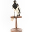 Magpie-Lark/Mudlark standing on wood mount facing front