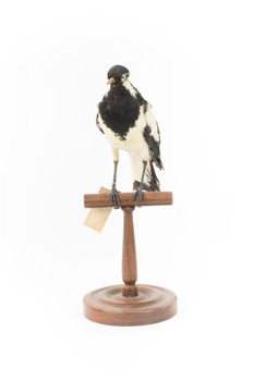 Magpie-Lark/Mudlark standing on wood mount facing front