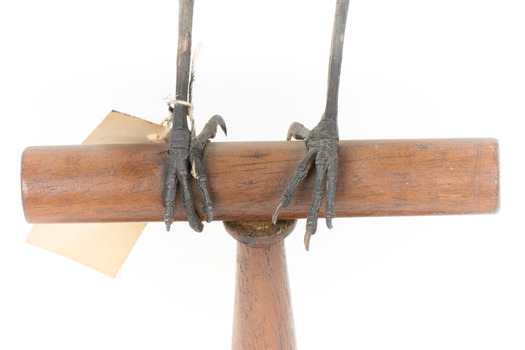Close-up of Magpie-Lark/Mudlark's feet standing on wood mount