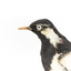 Close-up headshot of Magpie-Lark/Mudlark facing to the left