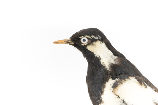 Close-up headshot of Magpie-Lark/Mudlark facing to the left