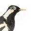 Close-up headshot of Magpie-Lark/Mudlark facing to the right