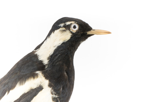 Close-up headshot of Magpie-Lark/Mudlark facing to the right