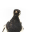 Close-up headshot of Magpie-Lark/Mudlark facing forward