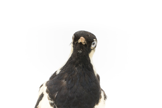 Close-up headshot of Magpie-Lark/Mudlark facing forward