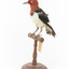 Red Headed Woodpecker standing on wooden mount facing front-left