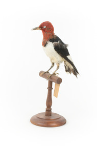 Red Headed Woodpecker standing on wooden mount facing front-left