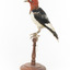 Red Headed Woodpecker standing on wooden mount facing left