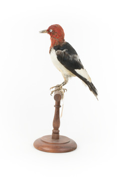 Red Headed Woodpecker standing on wooden mount facing left