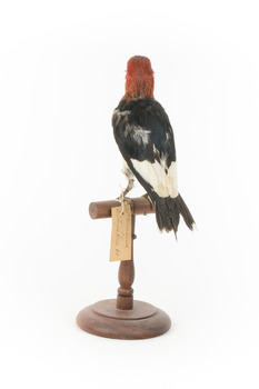 Red Headed Woodpecker standing on wooden mount facing back-left