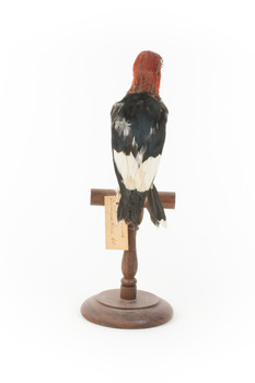 Red Headed Woodpecker standing on wooden mount facing backwards