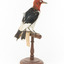 Red Headed Woodpecker standing on wooden mount facing back-right