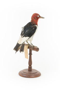 Red Headed Woodpecker standing on wooden mount facing back-right