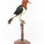Red Headed Woodpecker standing on wooden mount facing to the right