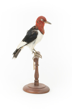 Red Headed Woodpecker standing on wooden mount facing to the right