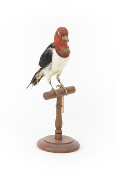 Red Headed Woodpecker standing on wooden mount facing front-right