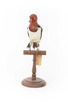 Red Headed Woodpecker standing on wooden mount facing forward