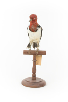 Red Headed Woodpecker standing on wooden mount facing forward