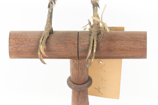Close-up headshot of Red Headed Woodpecker's feet on wooden mount facing forward