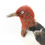 Close-up headshot of Red Headed Woodpecker facing left