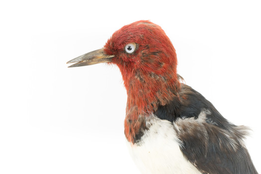 Close-up headshot of Red Headed Woodpecker facing left
