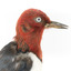 Close-up headshot of Red Headed Woodpecker facing right