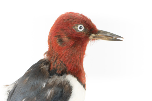 Close-up headshot of Red Headed Woodpecker facing right