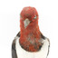 Close-up headshot of Red Headed Woodpecker facing forward
